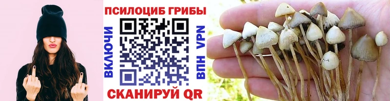 Галлюциногенные грибы Psilocybe  Фурманов 